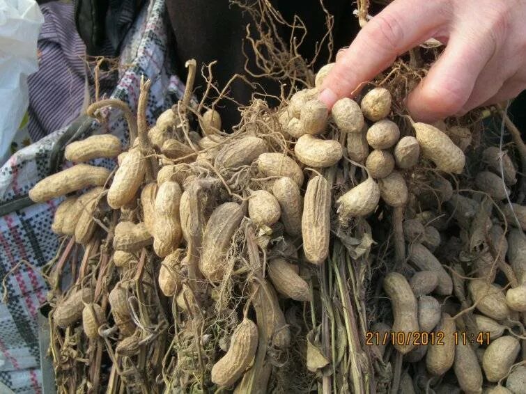 Земляной арахис семена. Арахис в огороде. Арахис на грядке. Урожайность арахиса.