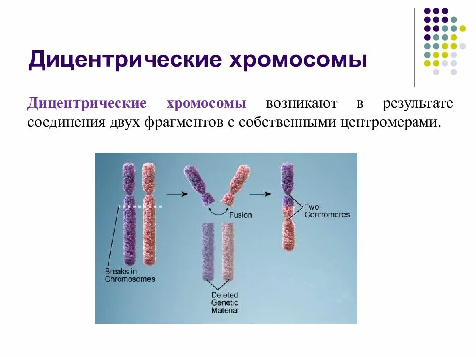 Появление дополнительной хромосомы. Хромосома дицентрик. Дицентрические хромосомы и ацентрические ФРАГМЕНТЫ. Кольцевая хромосома. Образование кольцевой хромосомы.