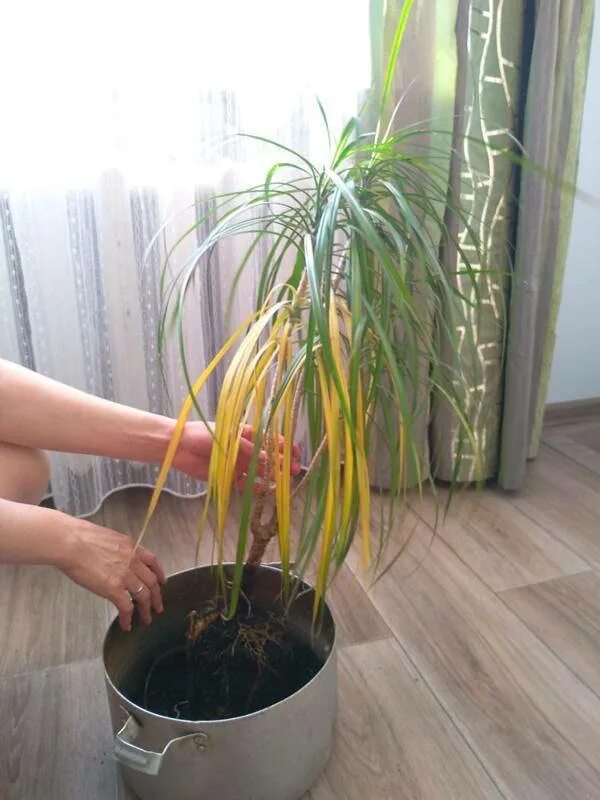 Драцена сбрасывает. Драцена сохнут кончики. пальма драцена осыпалась. драцена маргината гибнет. корни драцены.