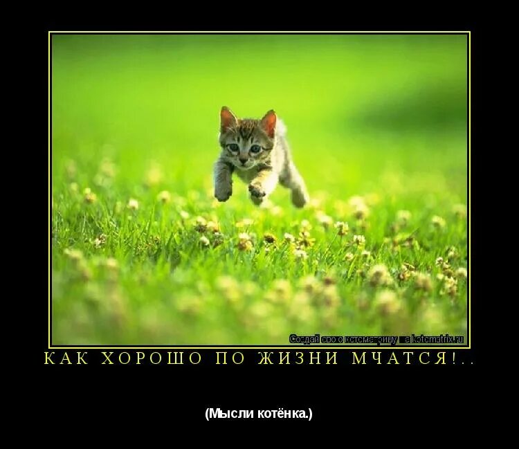 Сквер кошек рисунок. Мысли котенка. Мысли котенка. Мысли котенка. Кот думает о жизни.