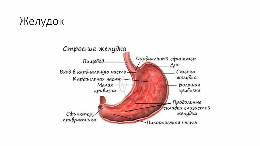 Почему не перевариваются стенки желудка. Строение желудка 8 класс. Пищеварительная система желудок.