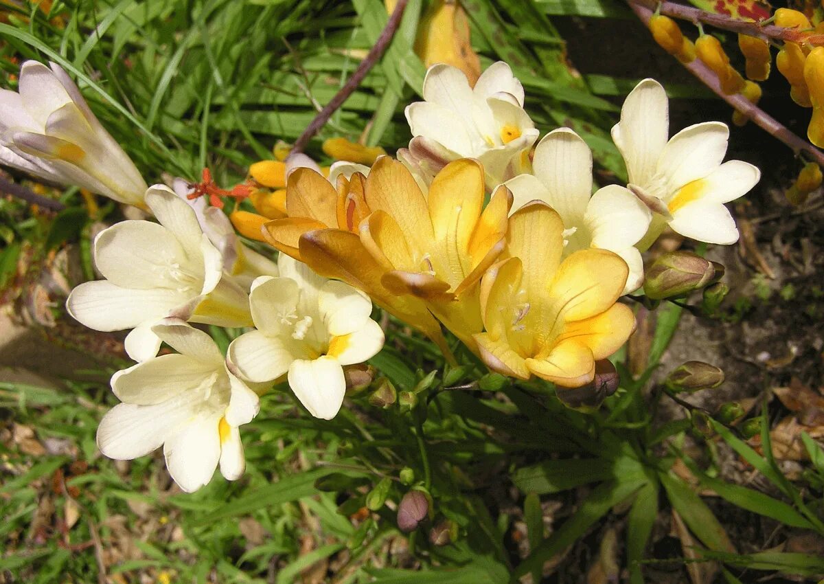 Фрезия это. Фрезия (freesia). фрезия крокус. фрезия йеллоу. крымская фрезия.