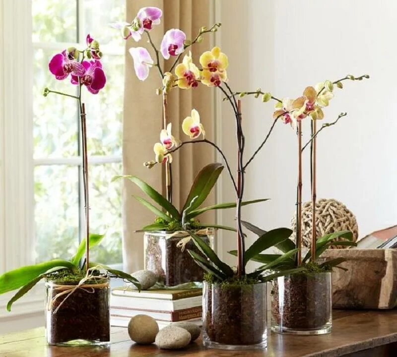 Как ухаживать за стекла. Комнатный цветок Орхидея фаленопсис. Орхидея фаленопсис в горшке. Орхидея Камбрия. Фаленопсис van Geel.
