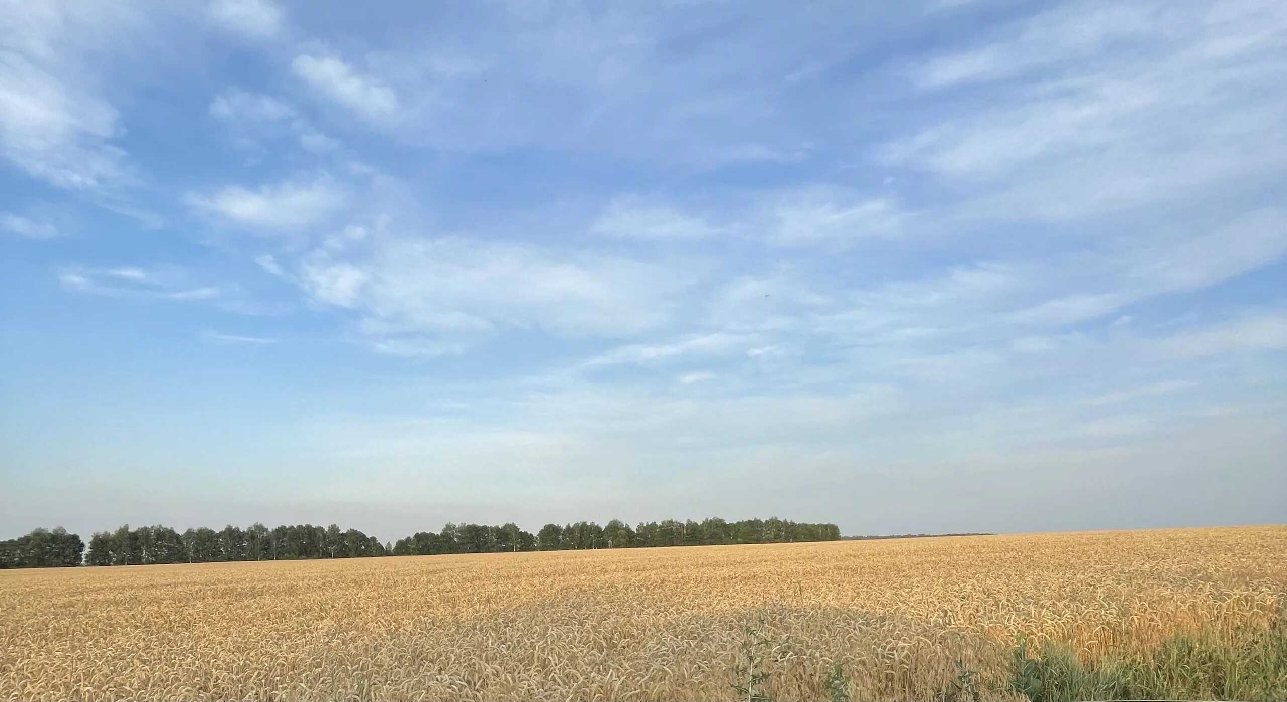 Зерно курская область. Агропромышленный комплекс курск. Рекордный урожай зерна. Тонна пшеницы. Зерно курская область.