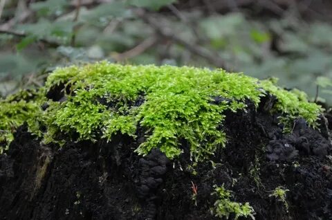 Почвенные зеленые водоросли гадюка обыкновенная мох сфагнум
