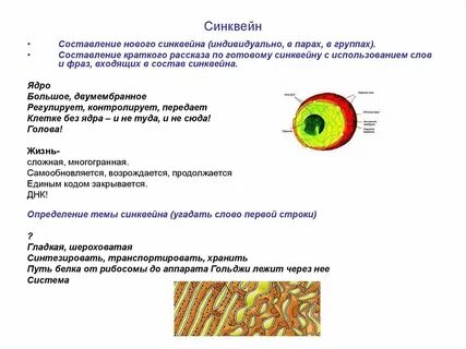 Синквейн биология