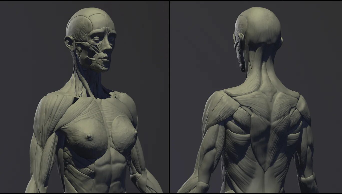 анатомия персонажей для игр. 3d model анатомия jkhufys. анатомия человека для 3d моделирования. 3d модель человека анатомия. 3д модель анатомии человека.