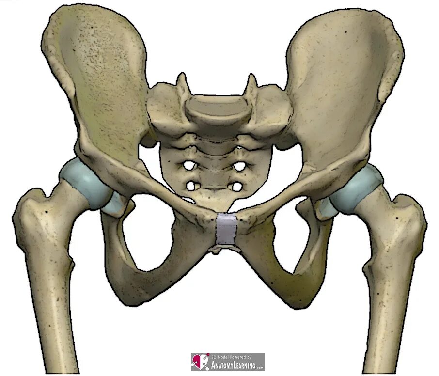 Большая подвздошная кость. Тазовая кость кости. Тазовые кости анатомия. Подвздошная кость анатомия кт. Крестец подвздошная кость анатомия.