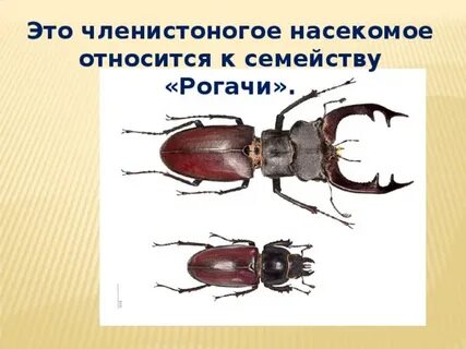 Что относится к насекомым