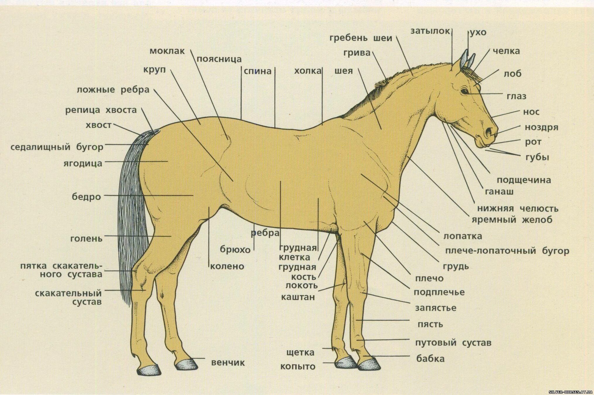 Строение лошади анатомия. Строение конечностей лошади схемы. Анатомия лошади названия частей тела. Лошади анатомия Маклок. Гребень сканворд