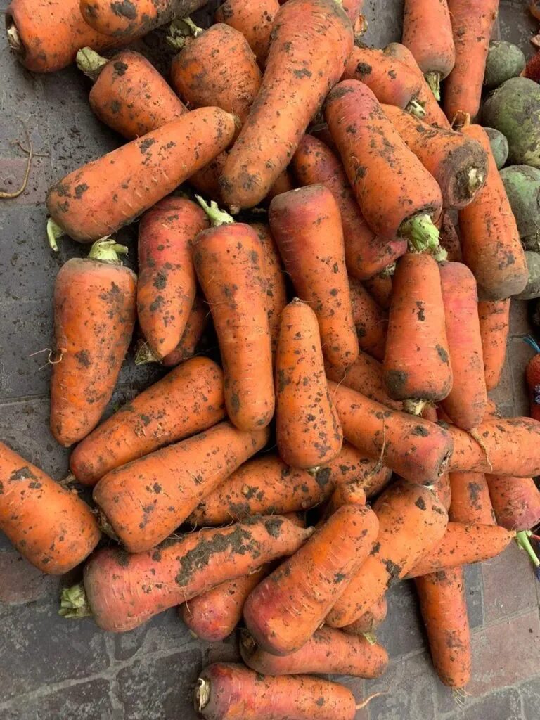 Купить морковь оптом. Крупная морковь. Семена морковки крупно. Морковь опт. Большая морковь мытая.