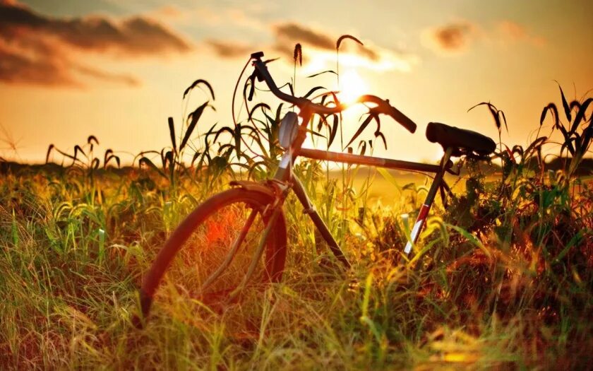 лето солнце август. конец августа природа. последний день солнце. август природа. последний день солнце.