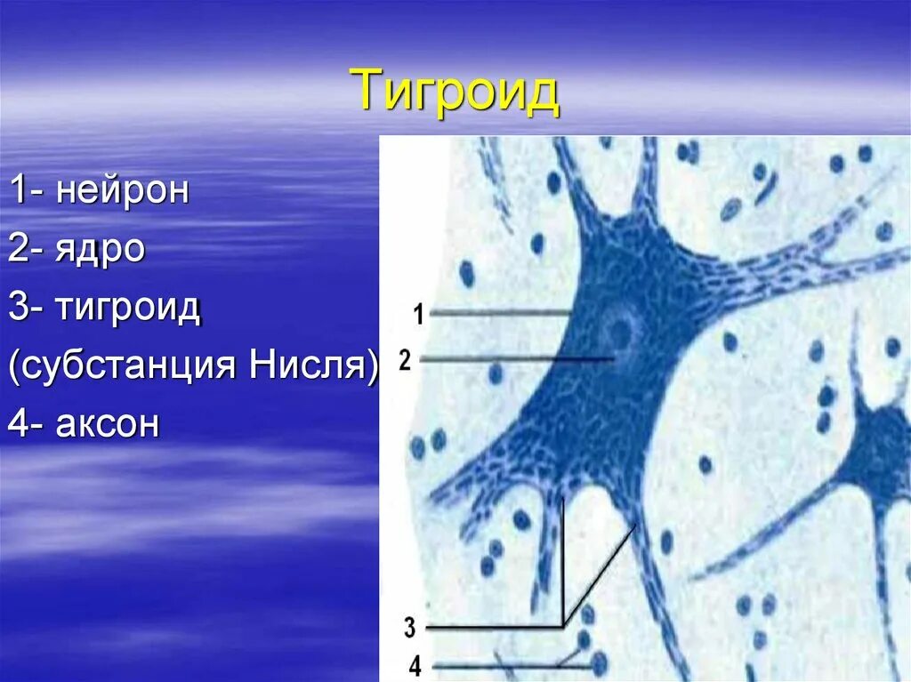 Нервная клетка органоиды. Тигроид гистология. тельца ниссля у нейрона. тигроид в клетках спинного мозга. тигроид препарат.