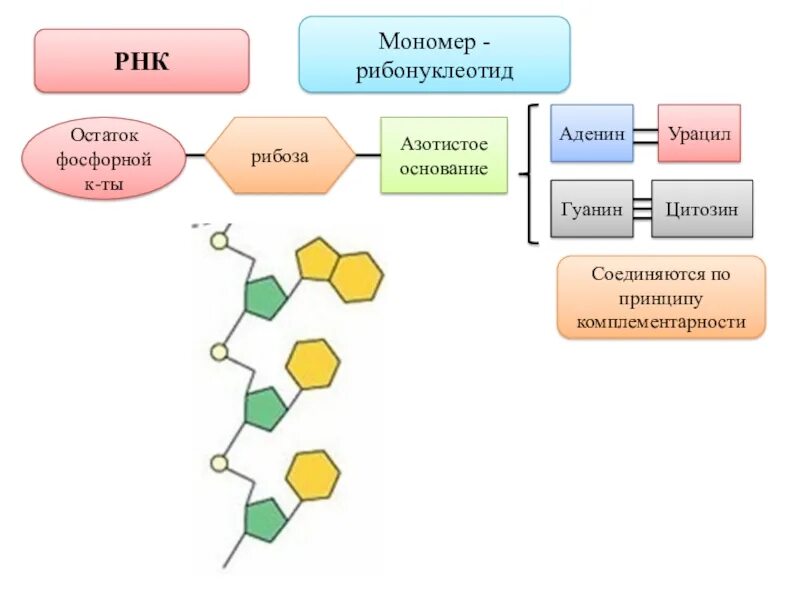 Строение мономера РНК. Состав мономера РНК. Структура мономера РНК. Схема мономера РНК.