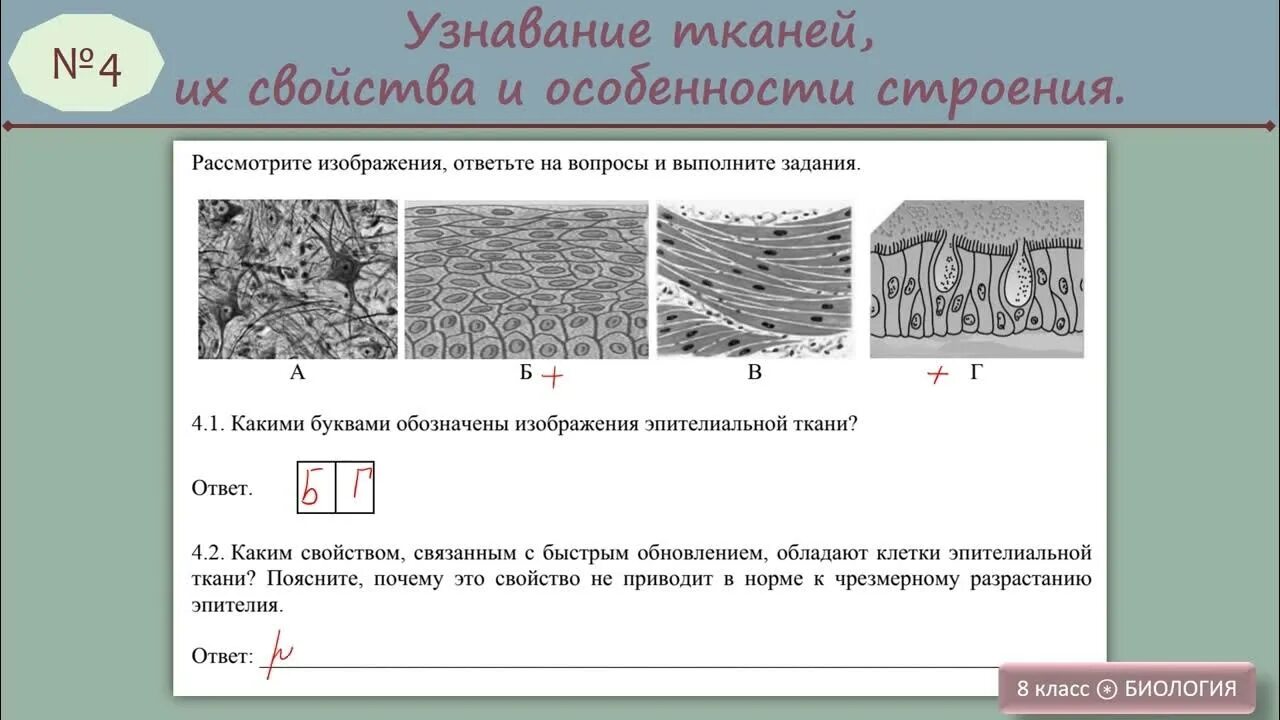 Впр по биологии 8кл