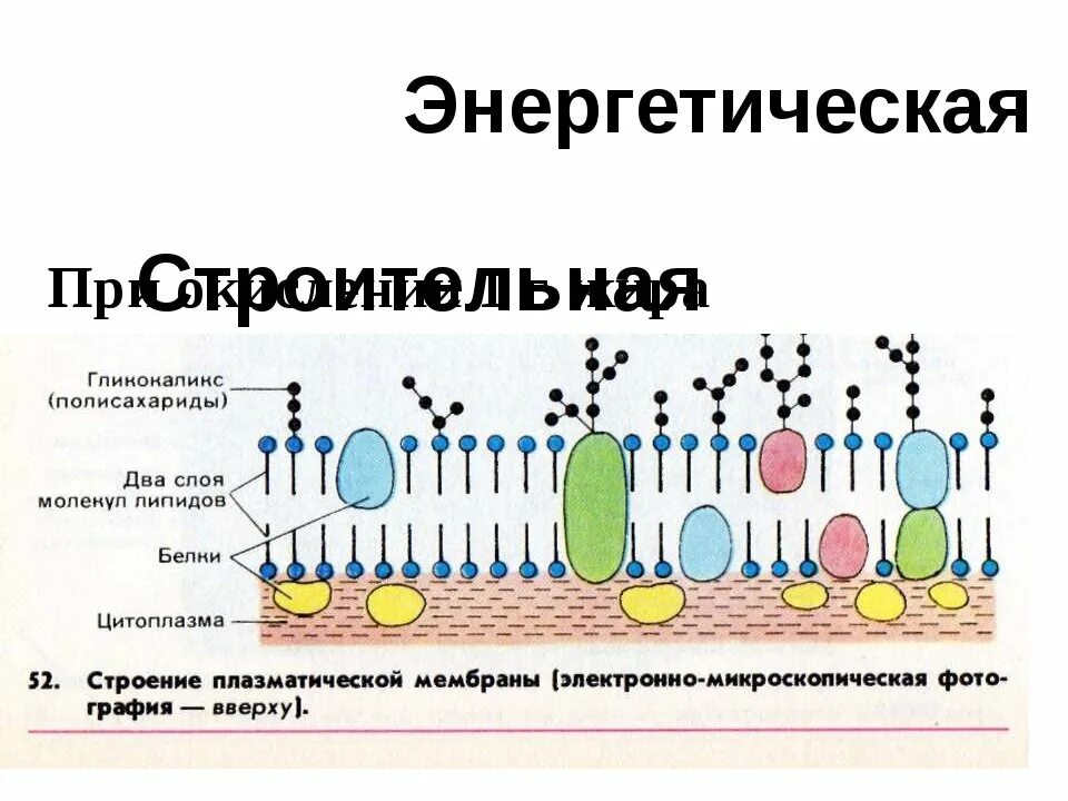 Наружная цитоплазматическая мембрана строение и функции таблица. Наружная клеточная мембрана плазмалемма строение. Строение плазматической мембраны клетки. Цитоплазматическая мембрана строение и функции.