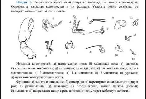 Ходильные ноги 2