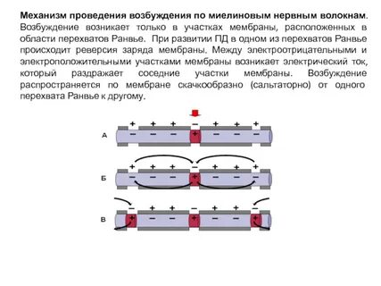 Механизм проведения