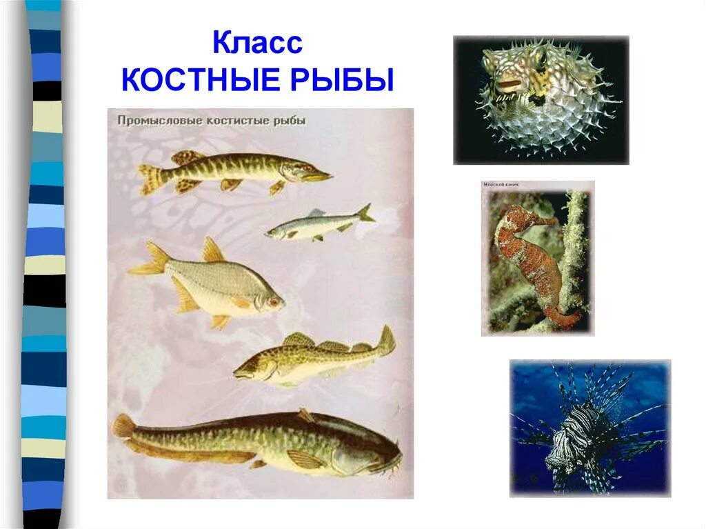 Класс костные рыбы. Класс рыбы представители. Разнообразие рыб. Костные рыбы представители. Назовите классы рыб