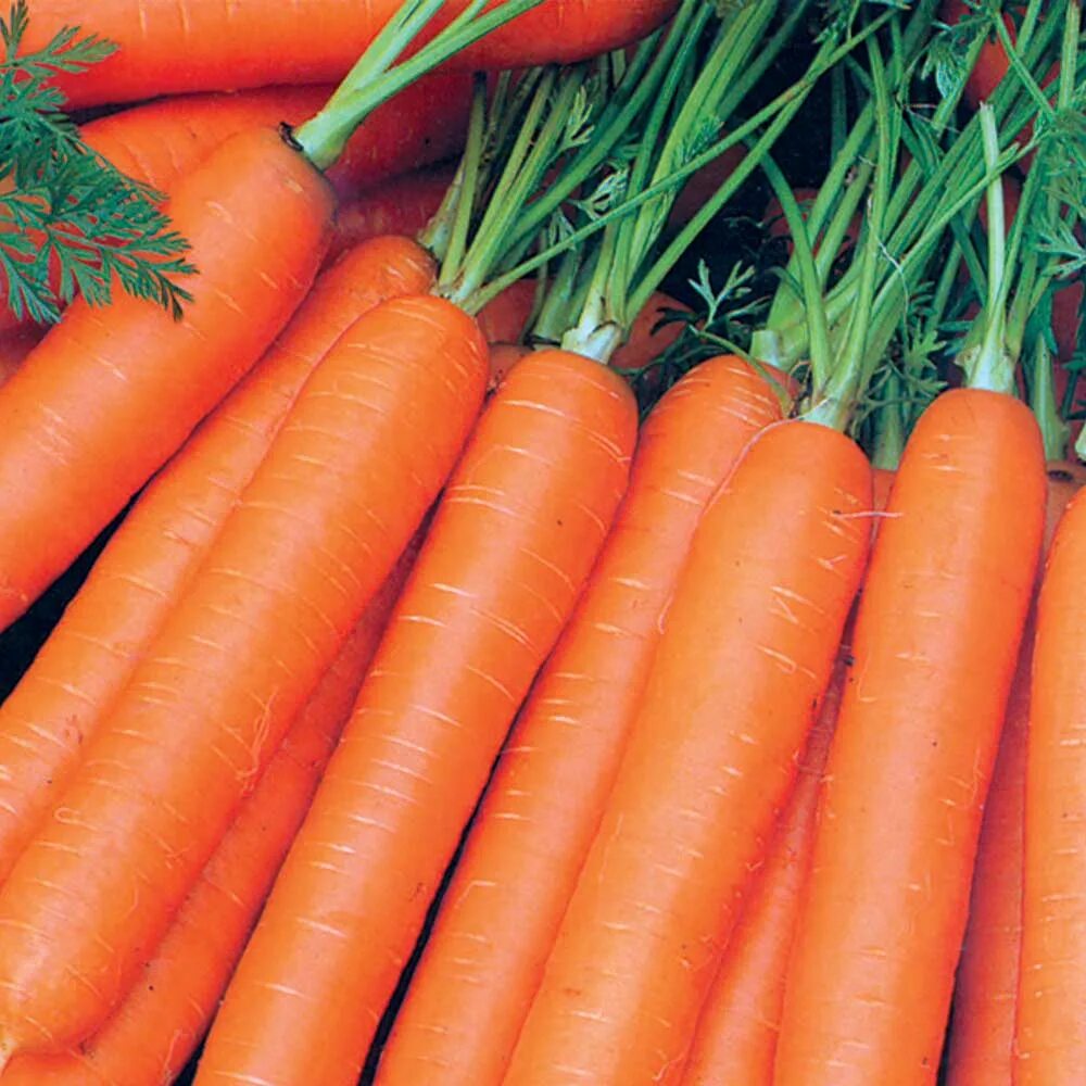 Морковь нандрин. Морковь Нандрин f1 семена. Морковь сорта Леандр. Семена моркови Нандрин. Голландские семена морковь Нандрин.