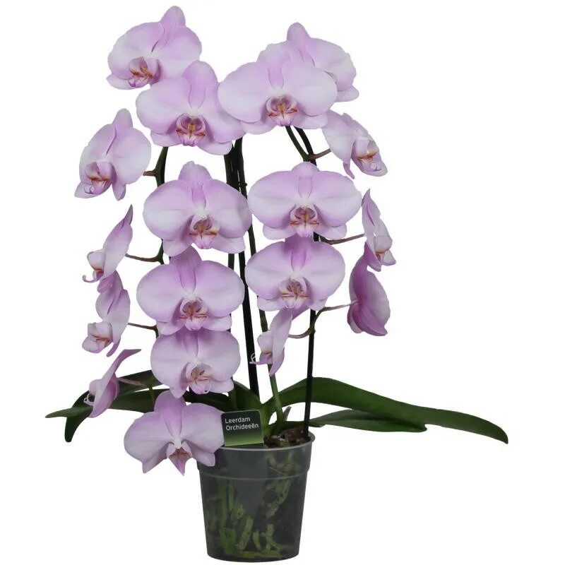 Купить орхидею в саратове. Орхидея фаленопсис Каскад. Фаленопсис Merlin. Орхидея Орхорай. Леруа Мерлен орхидеи фаленопсис.