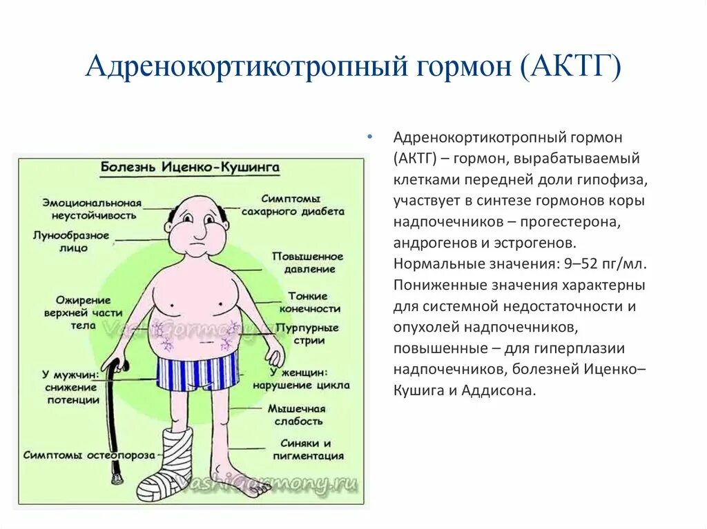 Болезнь гормона роста. АКТГ функции гормона. Химическое строение адренокортикотропного гормона. Адренокортикотропный гормон структура. АКТГ биохимические функции.