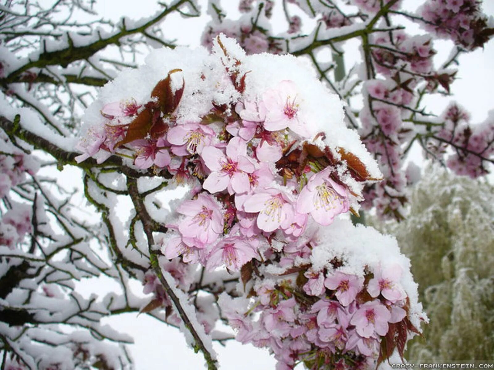 Миндаль цветет. Дерево цветущее зимой. Сакура зимнецветущая. Японская слива умэ. Сакура зимой.