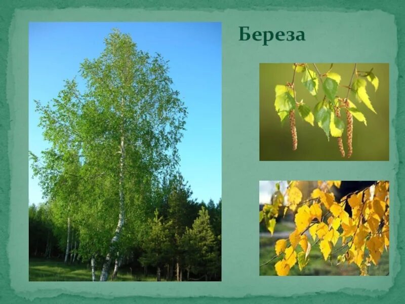 Береза как тип дерева 6 букв. Дерево береза с надписью. береза с надписью. деревья в родном городе. деревья нашего родного края.