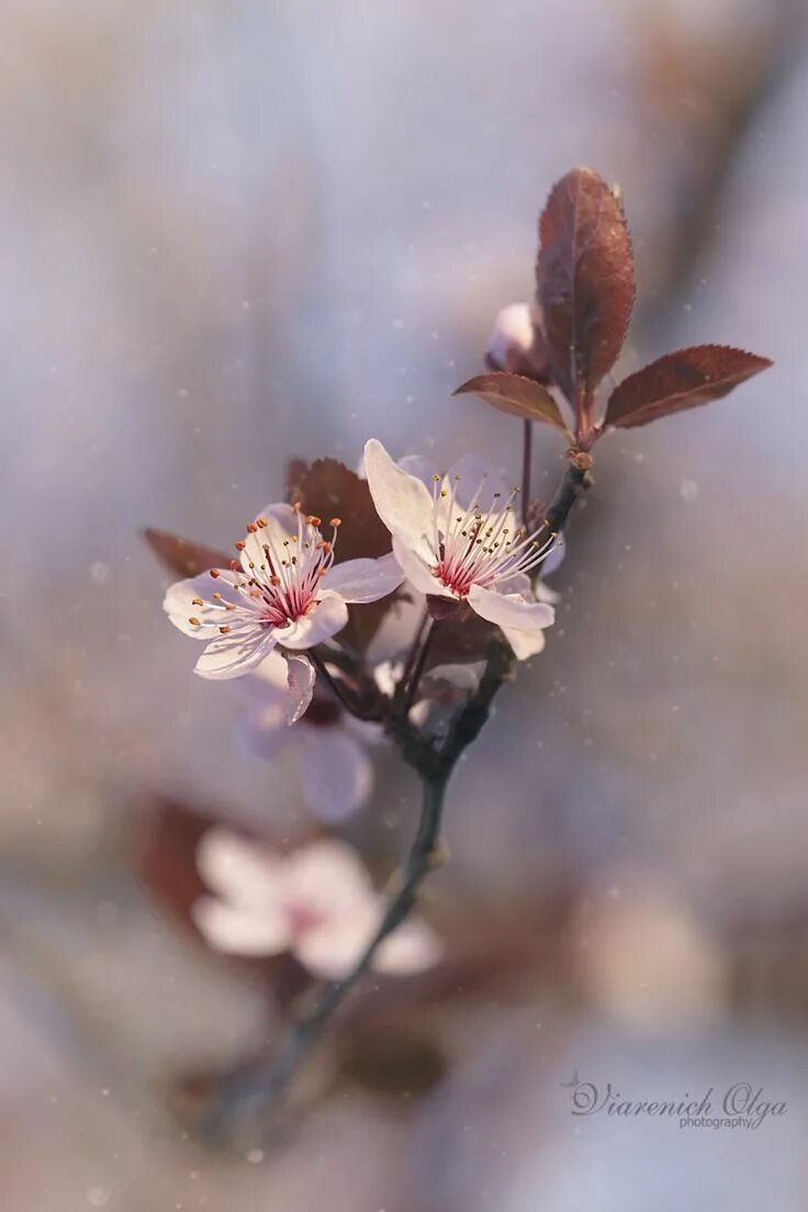 Remember spring