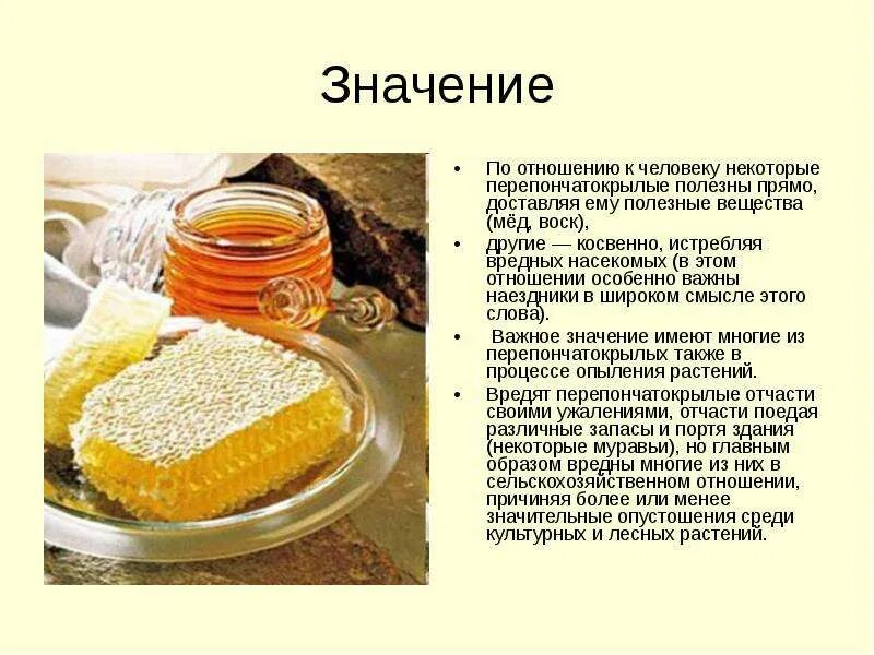 Перепончатокрылые значение в природе. Значение перепончатокрылых в природе и жизни человека. значение перепончатокрылых в природе. значение перепончатокрылых насекомых. значение для человека перепончатокрылых.