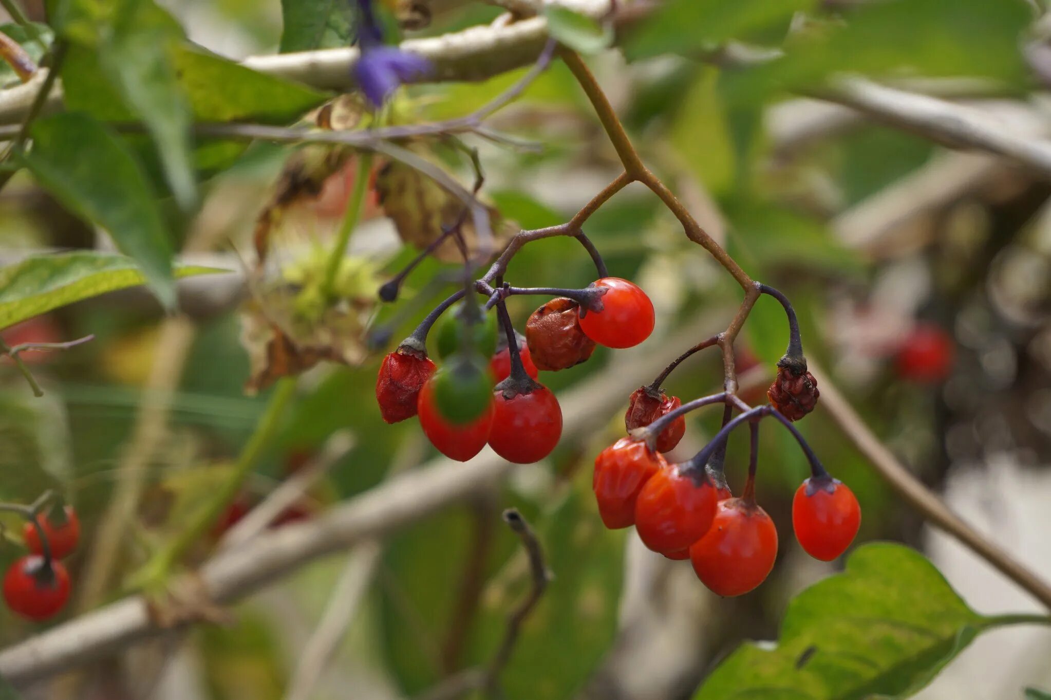 волчье лыко (волчеягодник обыкновенный). жимолость лесная-lonicera xylosteum. волчья ягода красная. волчья ягода красная. волчье лыко ягода.