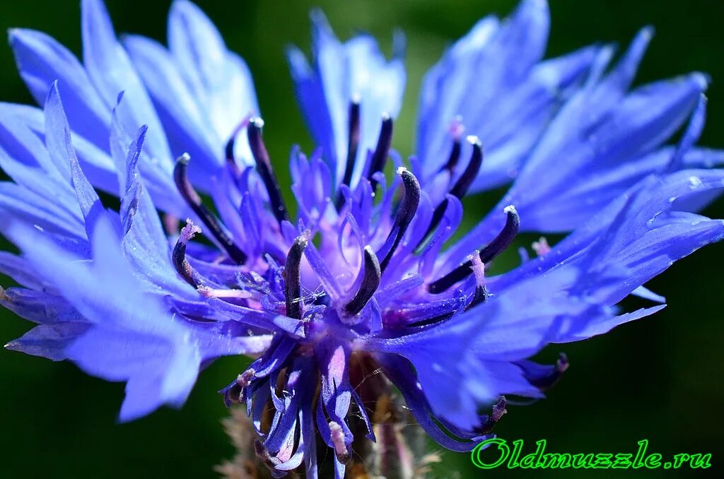 Василек синий (Centaurea cyanus). Василек перистый. Венчик василька синего. Василек 'pulchra Major'. Тип василька