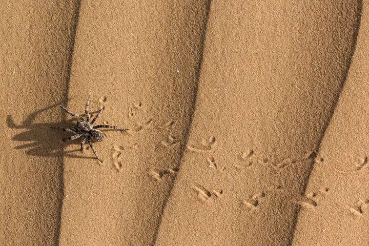 След паука 2. Онаф 2 красный паук. Тарантул в песке. Следы насекомых. Следы ящерицы на песке.