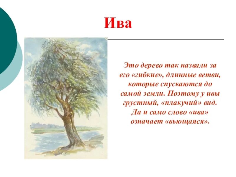 Сочинение ива над заглохшей рекой. Ива дерево описание. Рассказ про иву. Ива описание для детей. Доклад про дерево Ива.