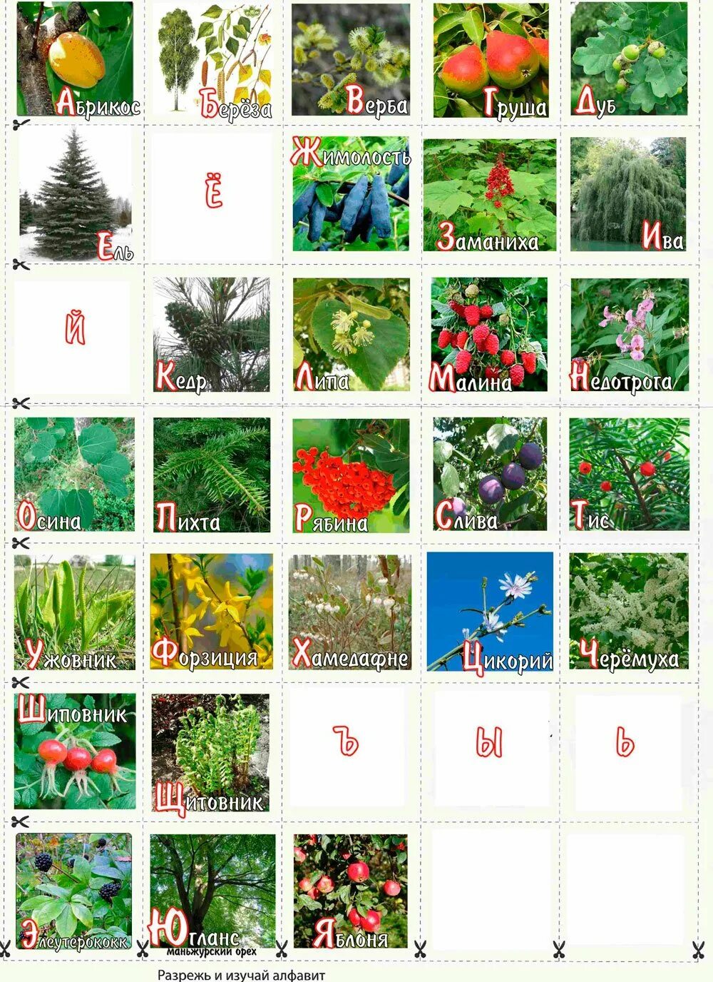 Азбука растений. Азбука растений и цветов. Растения на букву а. Азбука растений для детей.
