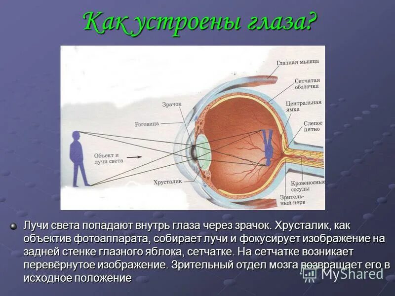 Изображение на сетчатке глаза появляется. Функция хрусталика глазного яблока. Строение глаза. Строение глаза человека с описанием. Строение глазного яблока.