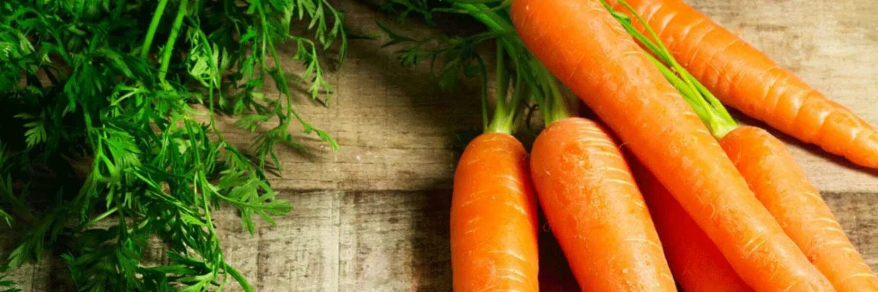 Любит ли морковь. Морковь с ботвой. Морковная ботва. Морковь Лакомка лента. Морковь с ботвой фото.