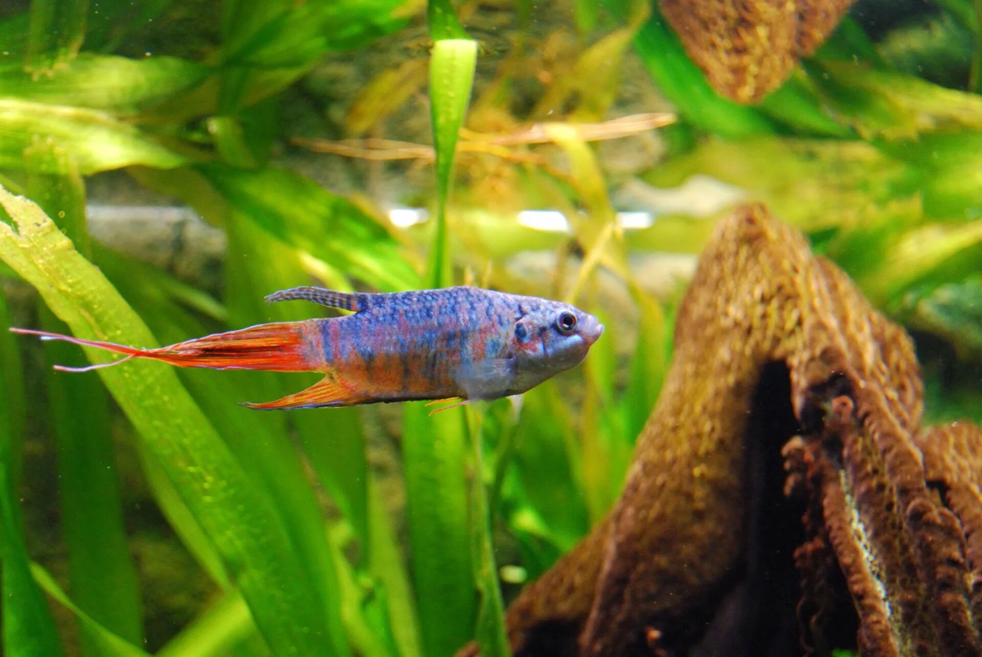 Love this time of day, one of my Odessa barbs at his most vibrant Aquarium fish,