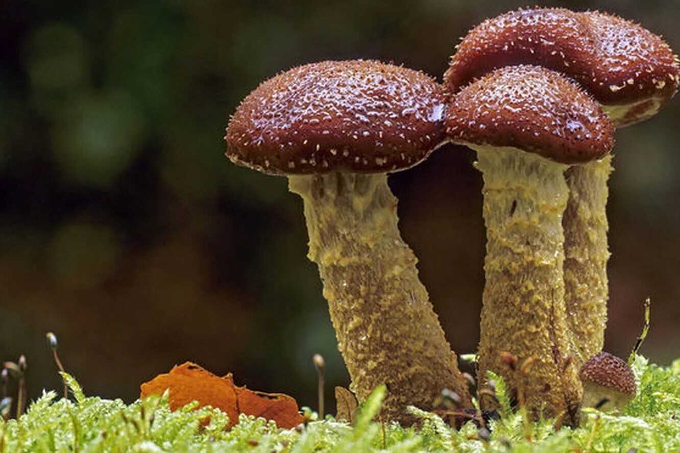 Гриб армиллярия мичиган. Медовый гриб. Опёнок осенний медовый (armillaria mellea). Опёнок осенний медовый. Медовый гриб.