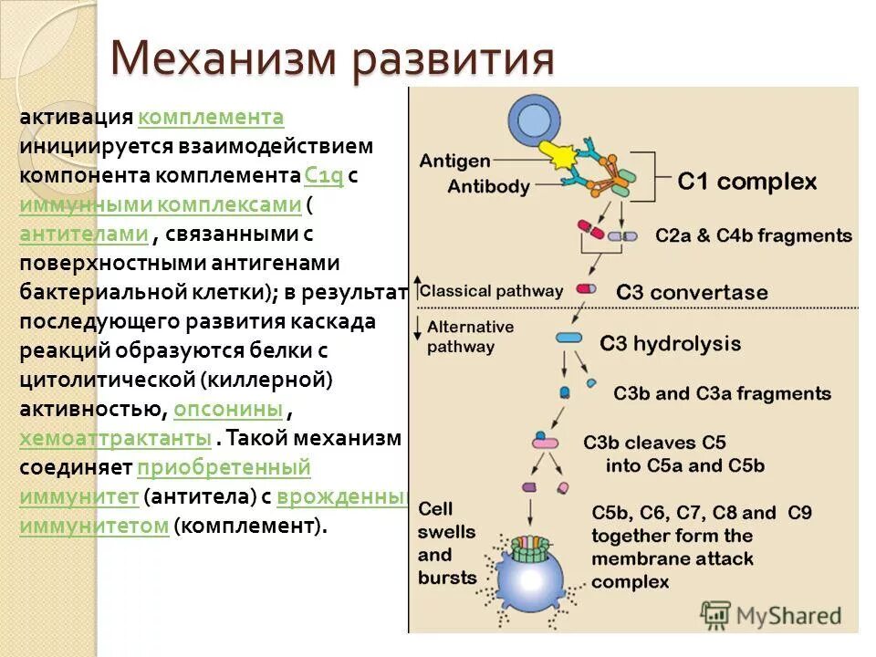 Комплемент иммунитет. C3 c4 компонент комплемента. Активация комплемента. Механизмы активации системы комплемента. Пути активации системы комплемента иммунология.
