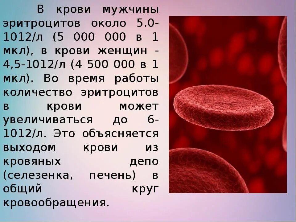 Эритроциты что это. Норма эритроцитов в мкл крови. Норма в 1 л крови эритроцитов. Размер эритроцита норма клетки. У женщин в 1 микролитре крови содержится эритроцитов:.