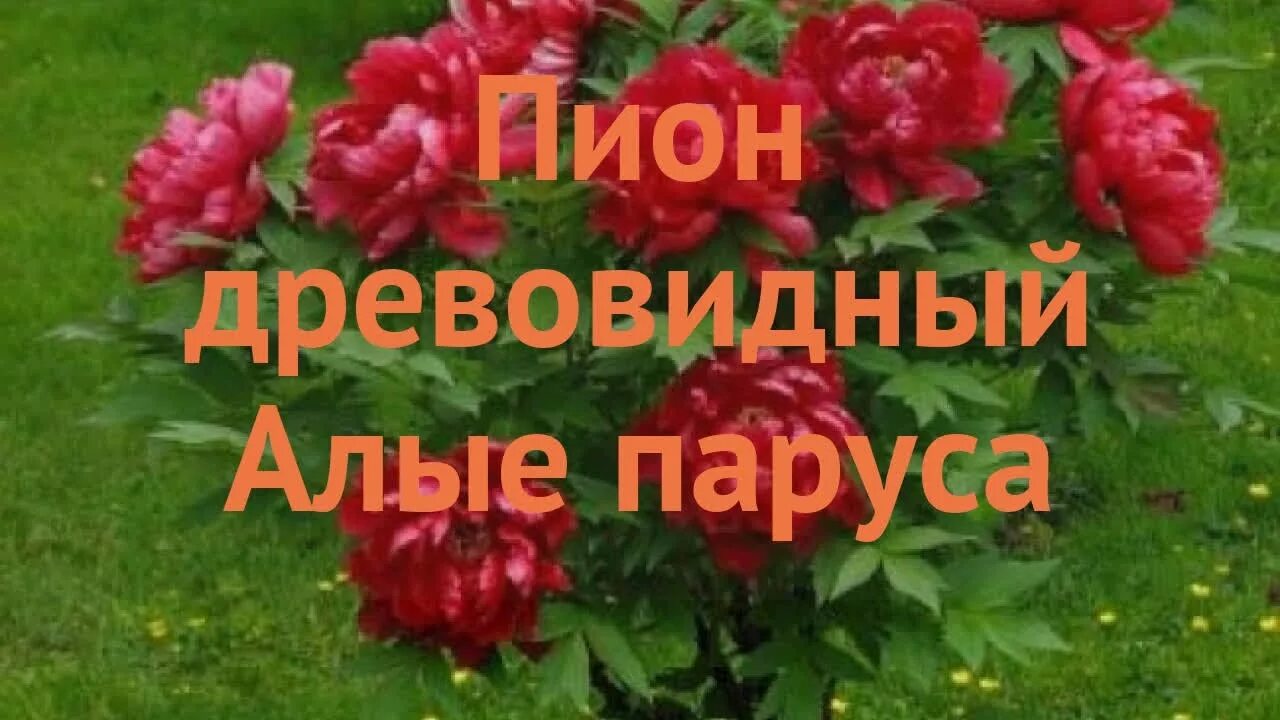 Пион древовидный Алые паруса. Пион древовидный алый. Алые паруса (пион древовидный красный, корончатый, средний). Пион алые паруса