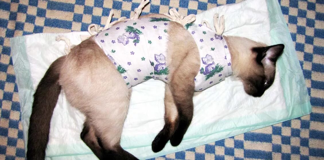 Кошке после операции одевают