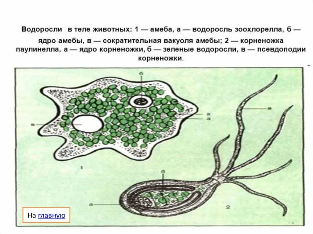 Псевдоподии клетки. Псевдоподии клетки. Псевдоподии клетки. Псевдоподии клетки. Виды псевдоподий.