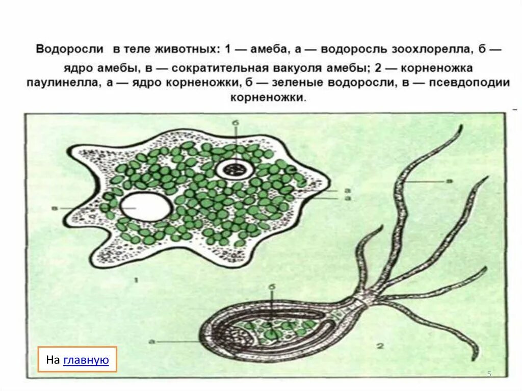 Сократительная вакуоль у амебы. Простейшие водоросли. Сократительные вакуоли у водорослей. Зоохлорелла и амеба водоросль. Симбиоз амебы и водоросли.