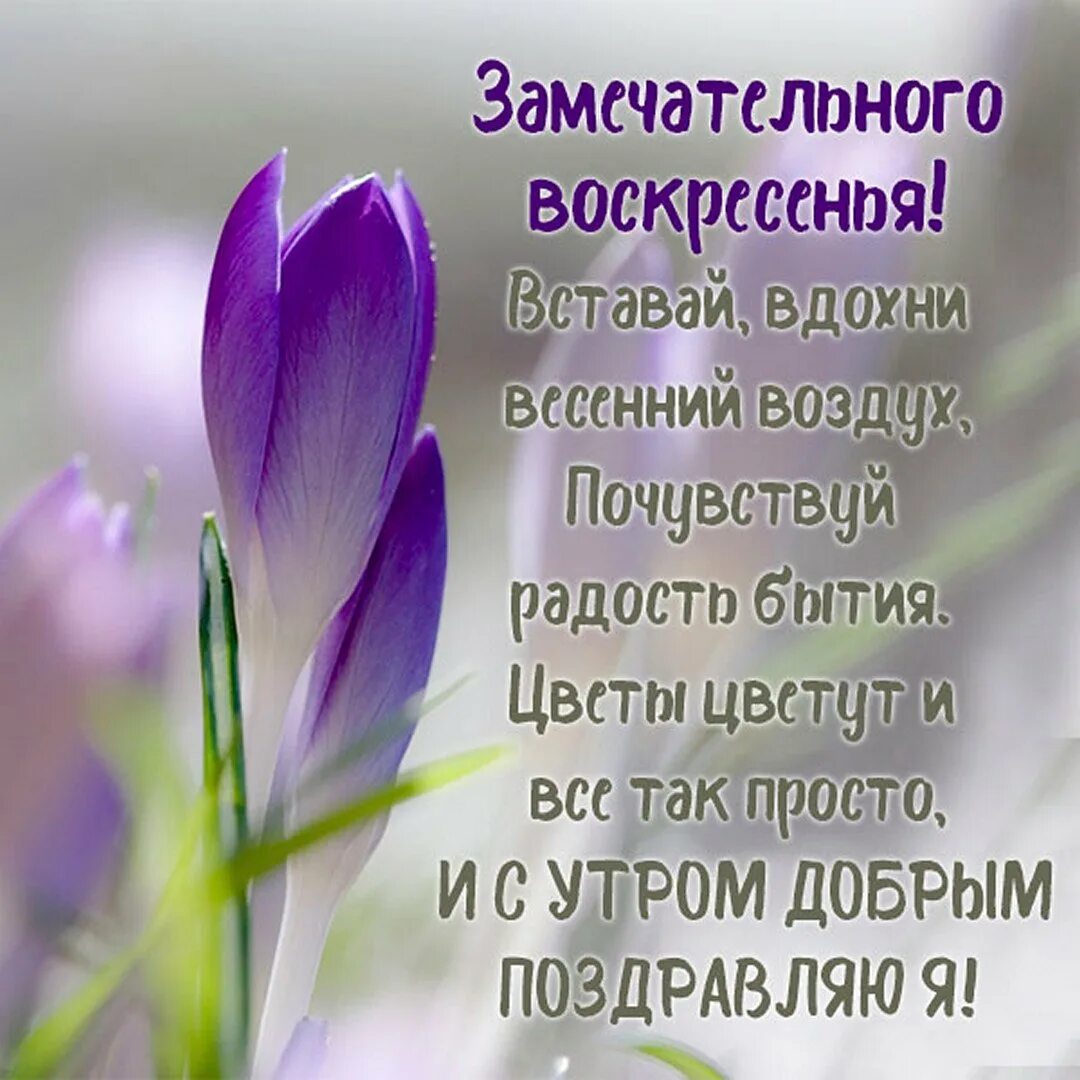 Доброе весеннее утро в прозе. Открытки с добрым утром весенние. С добрым весенним утром. Пожелания с добрым весенним утром.