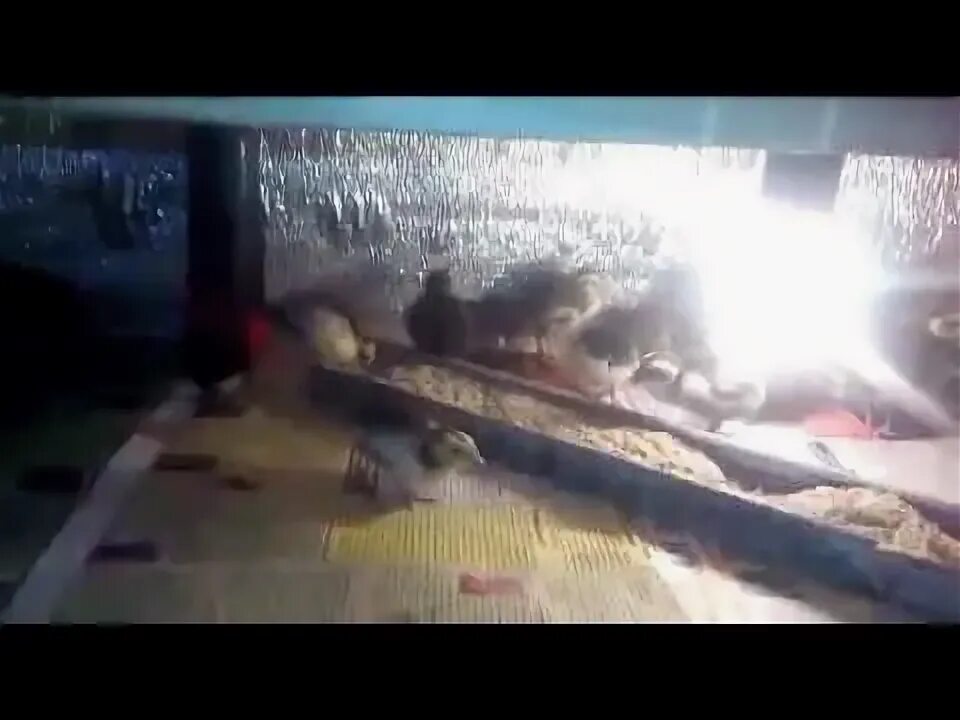 Перепила видео. Перепила видео