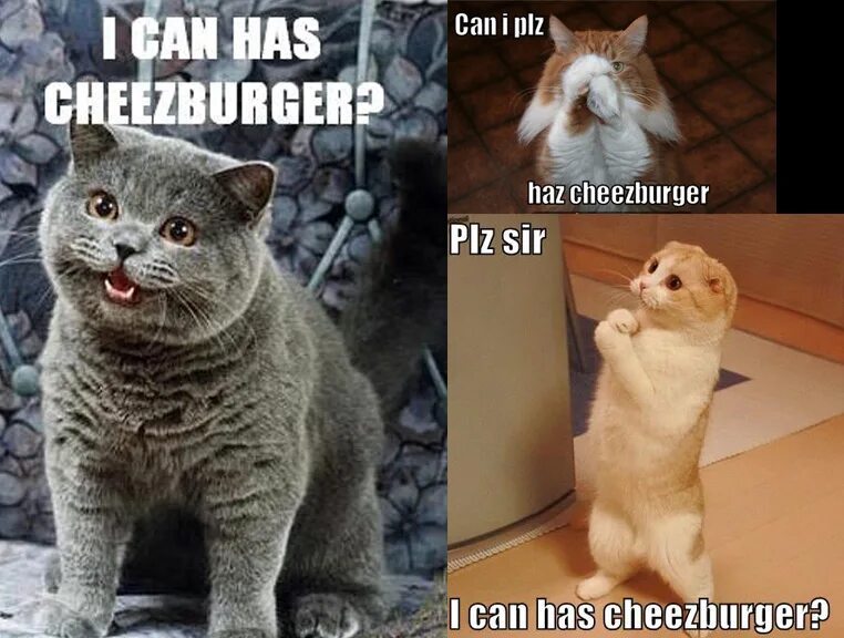 Can i have this one please. I can has cheezburger. can i have has cheezburger. lolcats cheeseburger. чизбургер кот мем.
