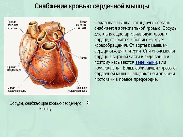 Название крови в правой части сердца. Снабжение сердца кровью. Сердечную мышцу снабжают.