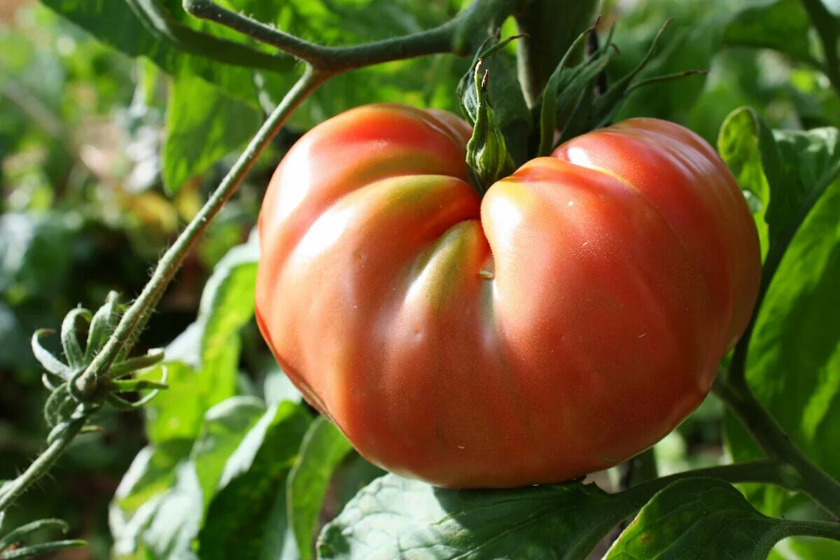 Садовый мир томаты. Томат Брендивайн желтый. Сорт томата Ханни Мун. Томат абрикосовый Брендивайн. Томат Брендивайн красный.